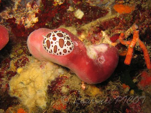 Me doris dalmatien - Discodoris atromaculata 7.JPG - Méditerranée